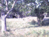 House location view from the swing area.